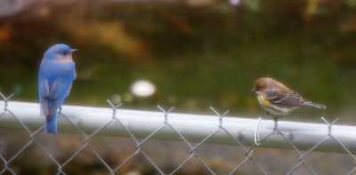 [The two birds sit on a top rail of a metal fence. The bluebird on the left has its back to the camera while the left side of the warbler on the right is visible. ]